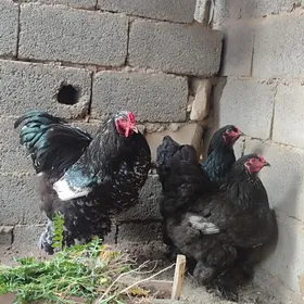 гара Багира