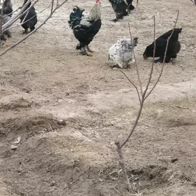 брама хороз