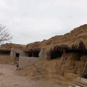 keri kip bugday kip saly kip