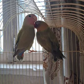 попугаи неразлучники