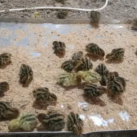 Bedene jüje Faron fenikis