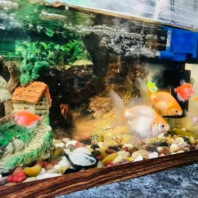 аквариум/akwarium