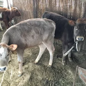 Swes paroda  gulajyn