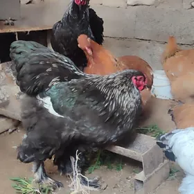 Брама Багира