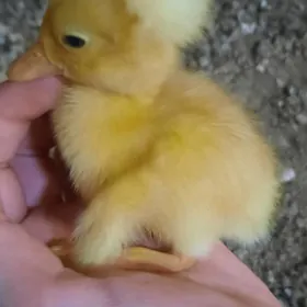 Telpekli ördek jüje