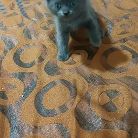 котёнок девочка