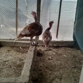 Horaz IndukHoraz Induk.