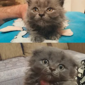 Вислоухие котята