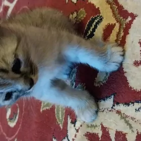 Şotlanskiỳ çaga pişijekler