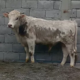 ÖKÜZ SEMENTAL GATYŞYK