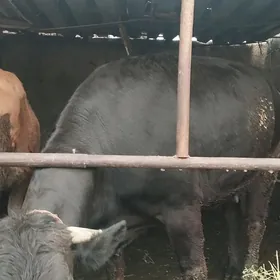 1 guzlan gysyr sygyr