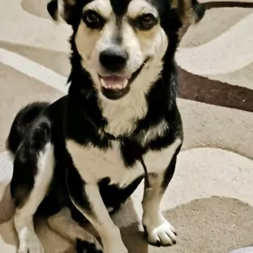 Пропала собачка на мир 2