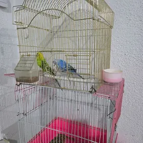 попугай, papugaý