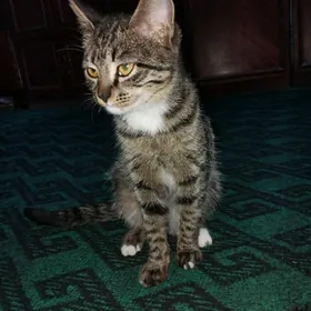 домашние животные