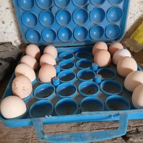 Brama yowuk yumurtgasy