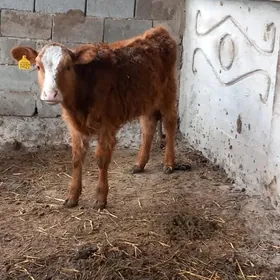 Аlsir simental Tuwe