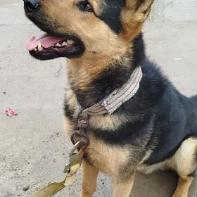 овчарка Авчарка owćarka