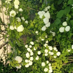 калина  булданеж