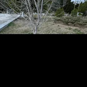 AKUSTİKA PAKET ULY GİTARA