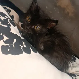 котёнок pişik