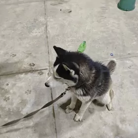 Продаю собаку хаски