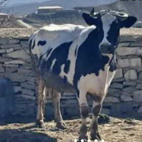 SYGYR GARA ALA BOGAZ