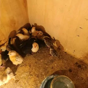 serama kakilik finikis juje ba