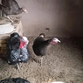 уркачы ундук