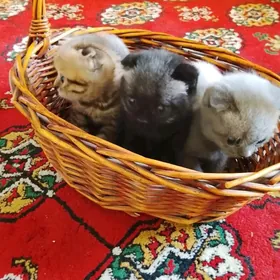 шотландский выслаухи