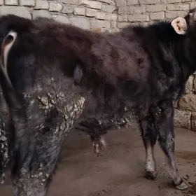 OKÜZ ŞWES TOHIM MAL