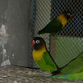 nerazlušnik papugay