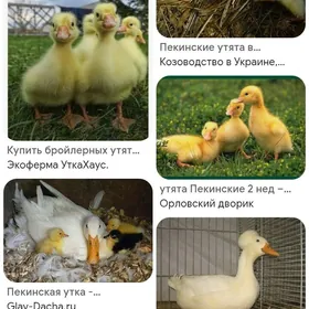 ördek juje ýaşylbaş