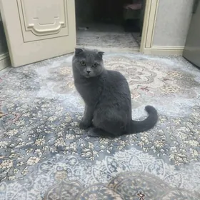 şotland pişik/шотланд пишик