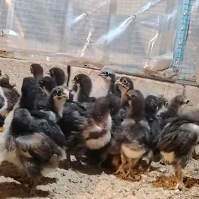 Jersiski Gigant Джерси гигант