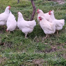 NIK BYRAWUNT AK TOWUK