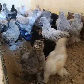 брама жуйже