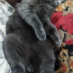 Кот на вязку