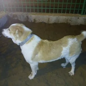 ТУРКМЕН.  АЛАБАЙ  АРГИНАЛ