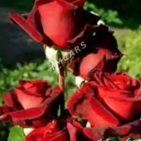 Satlyk özbek sapma roza