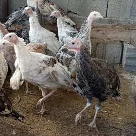 induk 5 aý bolyp barýa