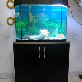 akwaryum zawadiskoy tumbaly