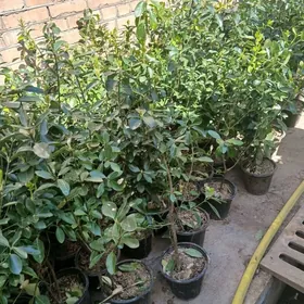 берескелет,заборник