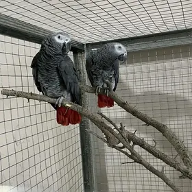 Папугаи JAKO  Жако papugay