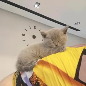 sotlanskiy paroda pisijek