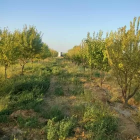 SATLYK MULK YERY BAHERDEN