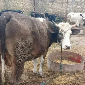 сементал сыгыр  кысыр