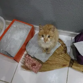 кот рыжий добрые руки отдам