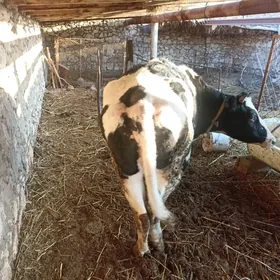 Corny piostra bogaz tuwe