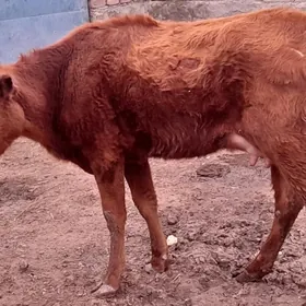 голели сыгыр