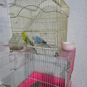 попугай, papugaý